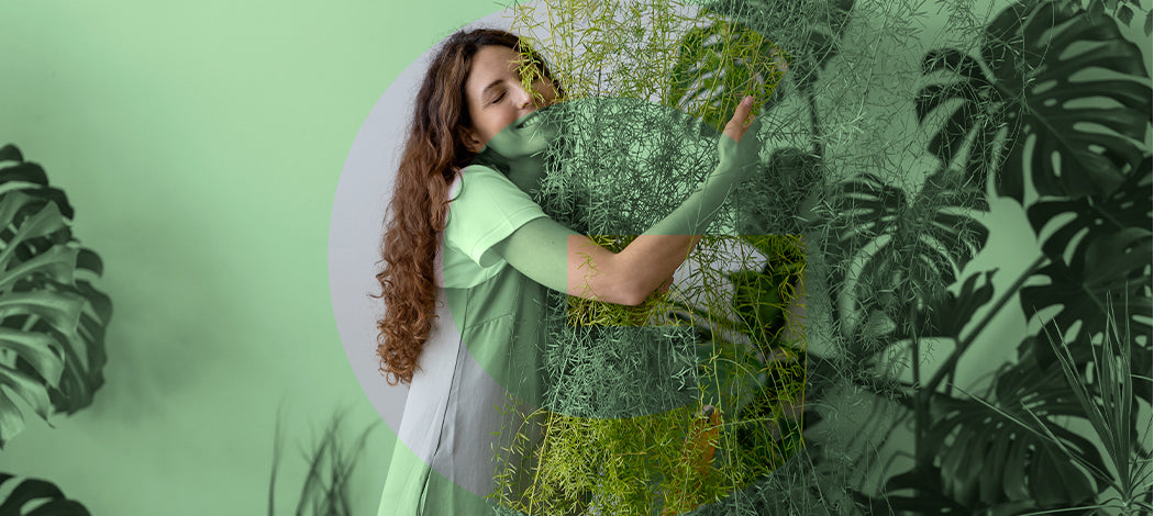 Le piante più comuni da appartamento: scelta, ambientazione, coltivazione, cura