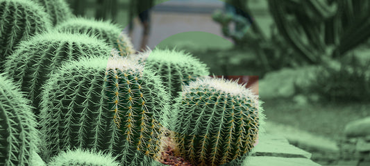 Il giardino arido e sostenibile